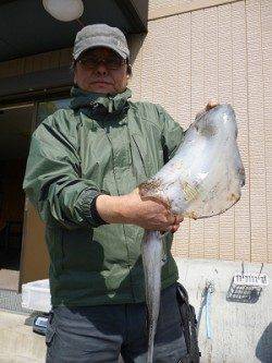 湯浅の磯でエギング、hitカラーは金アジ&グリーン