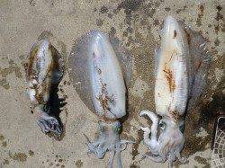 ヤエンで2キロアップが続々釣れています！