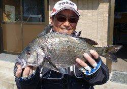 チヌ49cm♪湯浅の磯でのフカセ釣果