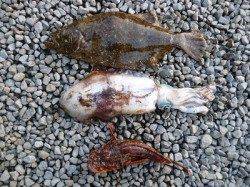 バイブレーションで平目！湯浅の磯