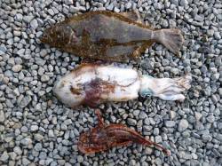 バイブレーションで平目！湯浅の磯