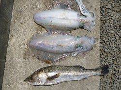 湯浅の磯、ヤエンにアオリとスズキの釣果☆