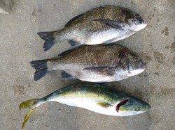 フカセ釣りで良型チヌ数枚とハマチの釣果あり in 湯浅の磯