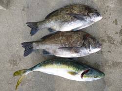 フカセ釣りで良型チヌ数枚とハマチの釣果あり…