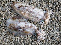 ヤエンで胴長43cm！2.42kgのアオリGET♪