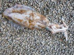 ヤエンで胴長43cm！2.42kgのアオリGET♪