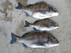 フカセ釣りで良型チヌ数枚とハマチの釣果あり in 湯浅の磯