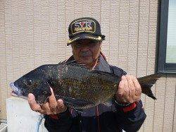 チヌ49cm♪湯浅の磯でのフカセ釣果