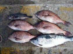 家島 釣り堀水宝でマダイ4匹&ソイ1匹