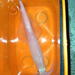 阿納～犬熊 ナイトエギングでヤリイカ3バイ