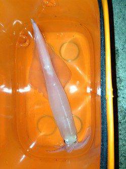 阿納～犬熊 ナイトエギングでヤリイカ3バイ