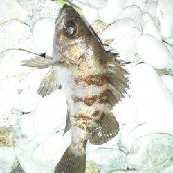 泉佐野　風が強い中でもメバリングでメバル2匹