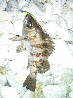 泉佐野　風が強い中でもメバリングでメバル2匹