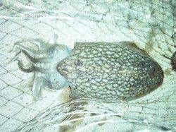 大阪南港　ジグヘッドでチーバス　スルメイカ狙いでコウイカ