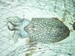 大阪南港　ジグヘッドでチーバス　スルメイカ…