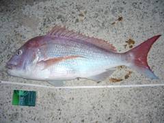 ゴールデンウィーク後の神明エリアの状況【高田玲欧氏連載記事No.14】