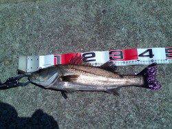 南甲子園浜でのエビ撒き釣り、食いがシブイという印象でした