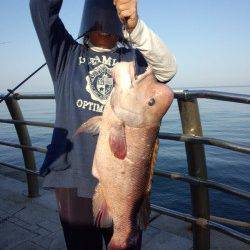 翼港、ぶっ込み・アジのませでのカンダイの釣果