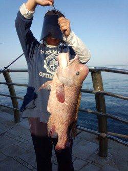 翼港、ぶっ込み・アジのませでのカンダイの釣果