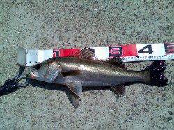 南甲子園浜でのエビ撒き釣り、食いがシブイという印象でした