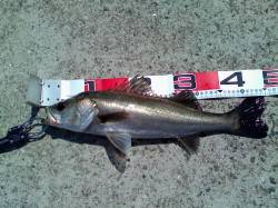 南甲子園浜でのエビ撒き釣り、食いがシブイと…