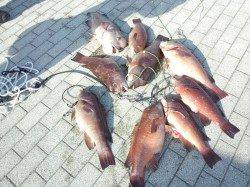 翼港、ぶっ込み・アジのませでのカンダイの釣果