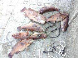 翼港でカンダイ狙い、夕方にバタバタと数がでました