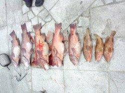 翼港でカンダイ狙い、夕方にバタバタと数がでました