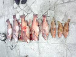 翼港でカンダイ狙い、夕方にバタバタと数がで…