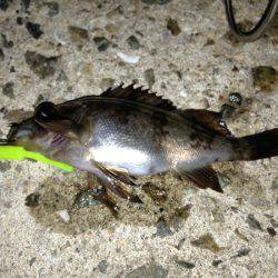 富島　メバリング・穴釣りでガシラ＆メバルの数釣り楽しめる