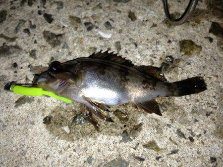 富島　メバリング・穴釣りでガシラ＆メバルの数釣り楽しめる