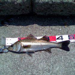 西宮浜でエビ撒き、51cm頭に5匹キャッチ