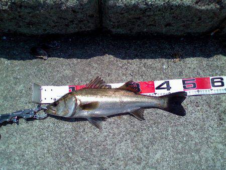 西宮浜でエビ撒き、51cm頭に5匹キャッチ…