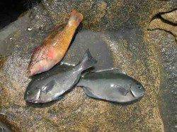 南塩谷　フカセでグレ〜24cm10匹 大きいアオリや魚の姿も