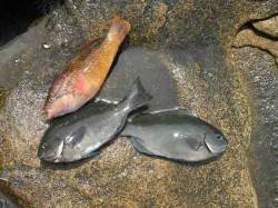 南塩谷　フカセでグレ〜24cm10匹 大き…