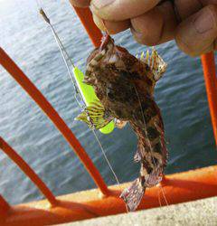 えーじ様より【ささめ針　特選SLエアシンカーセット】のモニターレポート