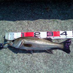 西宮浜でエビ撒き、51cm頭に5匹キャッチ