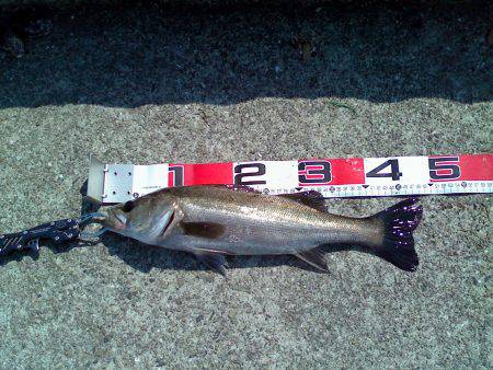 西宮浜でエビ撒き、51cm頭に5匹キャッチ