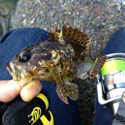 富島　メバリング・穴釣りでガシラ＆メバルの数釣り楽しめる