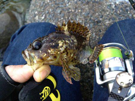 富島　メバリング・穴釣りでガシラ＆メバルの…