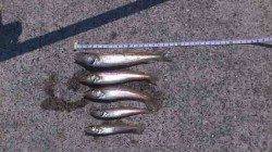 炬口　投げ釣りでキス〜18cm5尾　群れは小さい様子です