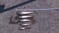 炬口　投げ釣りでキス〜18cm5尾　群れは…