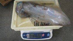 堺沖磯　ヤエンでアオリイカ2～2.56kg3バイ