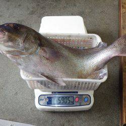堺堤防 フカセで大物！コショウダイ67cm5.9kg！