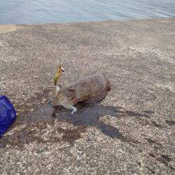 西三松 エギングでコウイカ1500g 釣行帰りにタモ購入♪