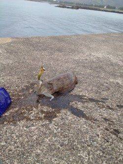 西三松 エギングでコウイカ1500g 釣行帰りにタモ購入♪