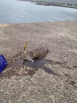 西三松　エギングでコウイカ1500g　釣行…