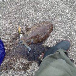 西三松 エギングでコウイカ1500g 釣行帰りにタモ購入♪