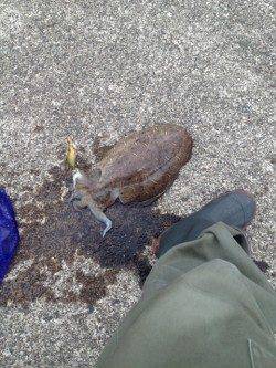 西三松 エギングでコウイカ1500g 釣行帰りにタモ購入♪