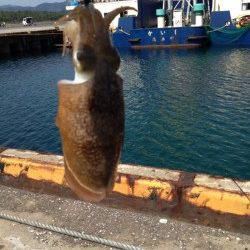 和田　粘った末にエギングでコウイカ500g☆